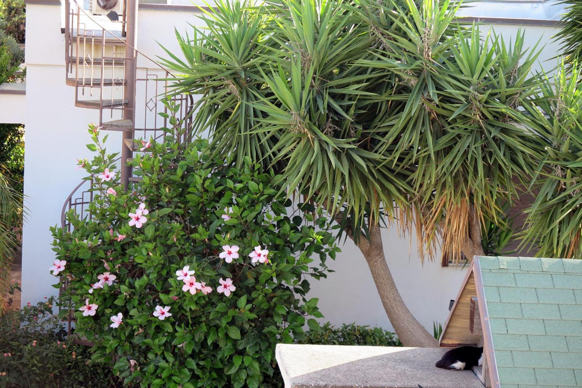 Casa Floriana A San Leone Villa Dış mekan fotoğraf